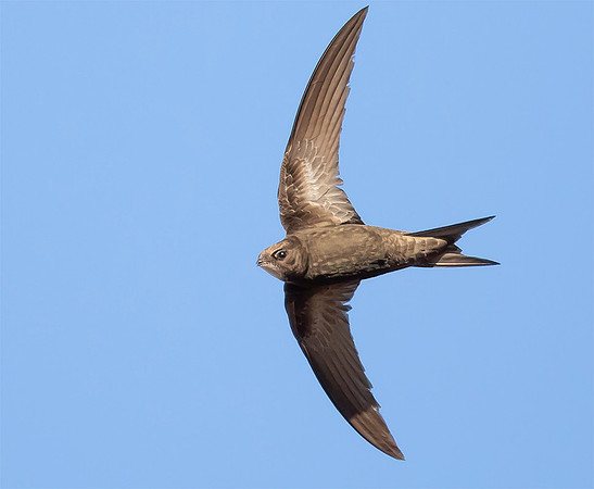 869 Gierzwaluw, Heeg 28-06-2019, 16A6547 def