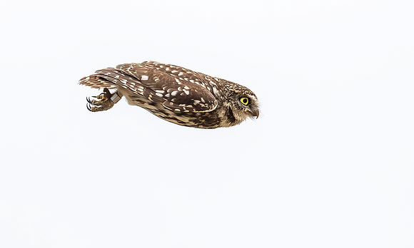 Steenuil, Little Owl, Groene Hart, Nederland 2024