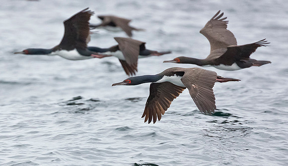873 Guanay Cormorant, Islas Ballestas 06-08-2015, S1A0672 III