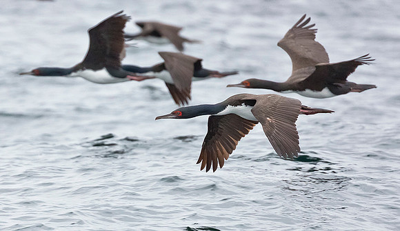 873 Guanay Cormorant, 06-08-2015, S1A0672 def