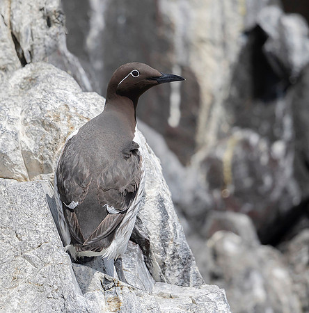 874 Zeekoet, Farne Isles 15-05-2019, 16A2406 - kopie