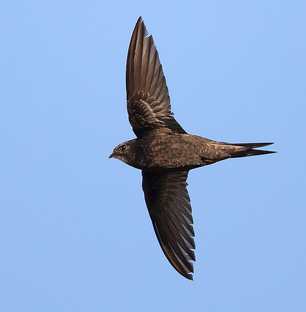 875 Gierzwaluw, Heeg 28-06-2019, 16A6975