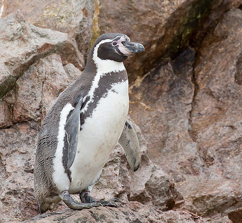 879 Humboldt Penguin, 06-08-2015, S1A0502 b - kopie