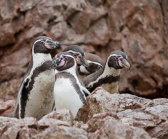878 Humboldt`s Penguins, 06-08-2015, S1A0505 def