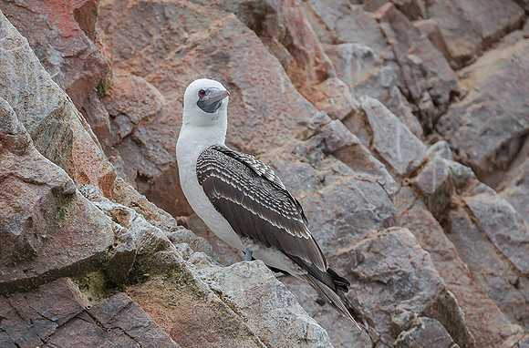 Peruvian Booby, Peru 2015