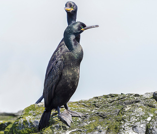 882 Kuifaalscholver, Farne Eilanden 15-06-2019, 16A1951