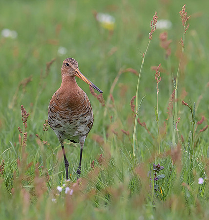 884 Grutto, Ronde Hoep 30-04-2019, 16A5281