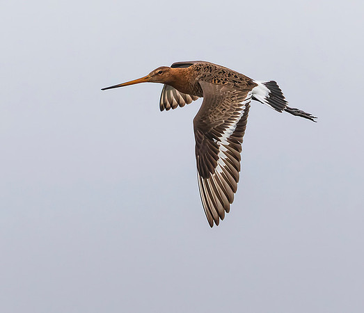 886 Grutto, Ronde Hoep 30-04-2019, 16A5296 IV