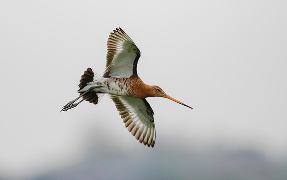890 Grutto, Ronde Hoep 30-04-2019, 16A5485