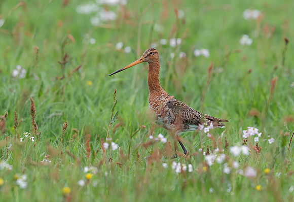 891 Grutto, Ronde Hoep 30-04-2019, 16A5348 - kopie