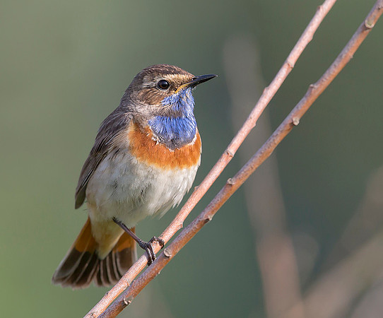 895 Blauwborst ♂, Kockengen 28-05-2018, S1A9944 II b