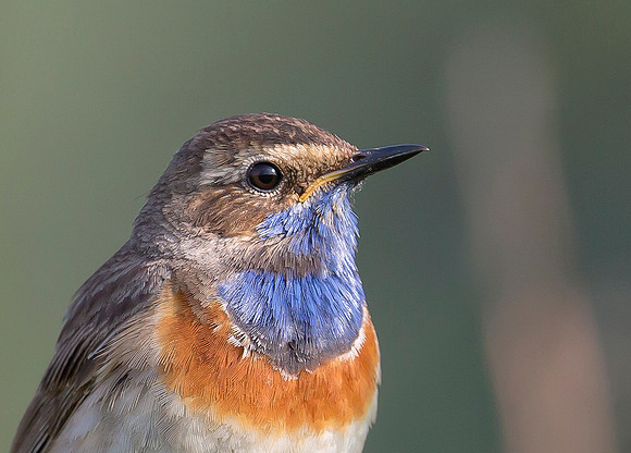 896 Blauwborst ♂, Kockengen 28-05-2018, S1A9944 II