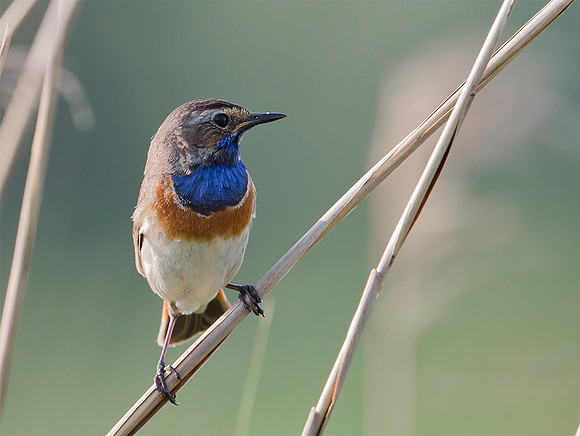 897 Blauwborst ♂, Kockengen 28-05-2018, S1A9944 II