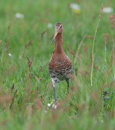 890 Grutto, Ronde Hoep 30-04-2019, 16A5279