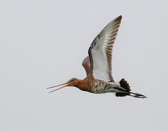 899 Grutto, Ronde Hoep 30-04-2019, 16A5195