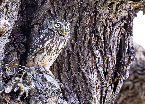 8612 Steenuil, Little Owl, groene hart 2024, 0S1A8890 II