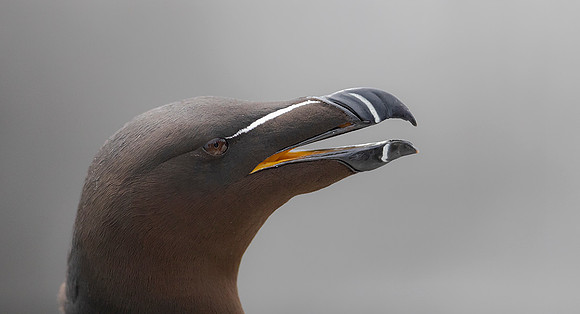 859 Alk, Farne Eilanden 15-06-2019, 16A3166