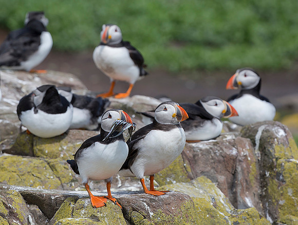 906 Papegaaiduiker, Farne Isles 15-05-2019, S1A7053 II