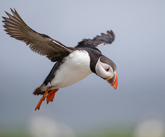 907 Papegaaiduiker, Farne Isles 15-05-2019, 16A3582