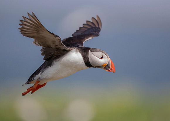 912 Papegaaiduiker, Farne Isles 15-05-2019, 16A3822 II