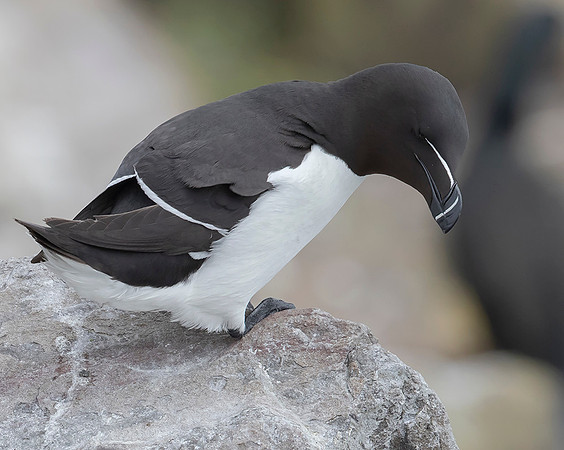 913 Alk, Farne Eilanden 15-06-2019, 16A3073