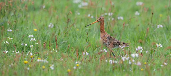 915 Grutto, Ronde Hoep 30-04-2019, 16A5348 c