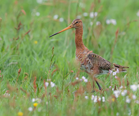 914 Grutto, Ronde Hoep 30-04-2019, 16A5348