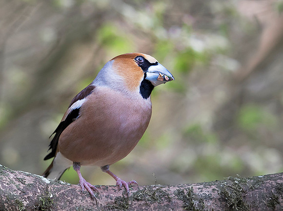917 Appelvink-♂,-Wageningen,-05-2016,-S1A5882-def