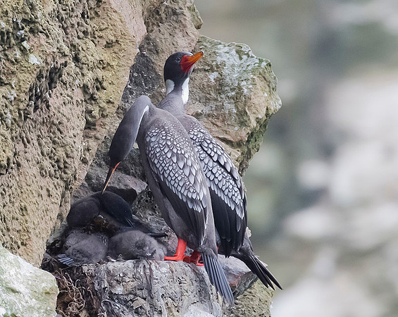 919 Red-legged Cormorant, 06-08-2015, S1A0621 def