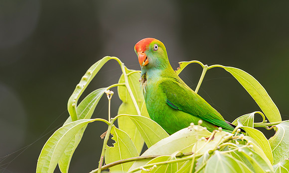 Sri Lanka Hanging Parrot, Sinharaja , SRI Lanka2019
