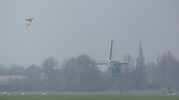 Velduilen, Short-eared Owl, Kockengen 2015
