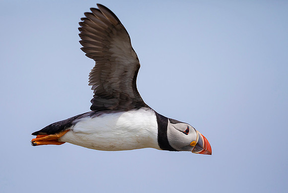 929 Papegaaiduiker, Farne Isles 15-05-2019, 16A3604