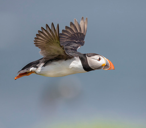 928 Papegaaiduiker, Farne Isles 15-05-2019, 16A3773