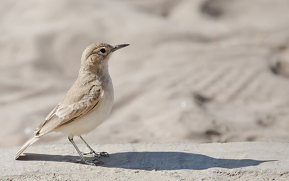 Coastal Miner, Peru 2015