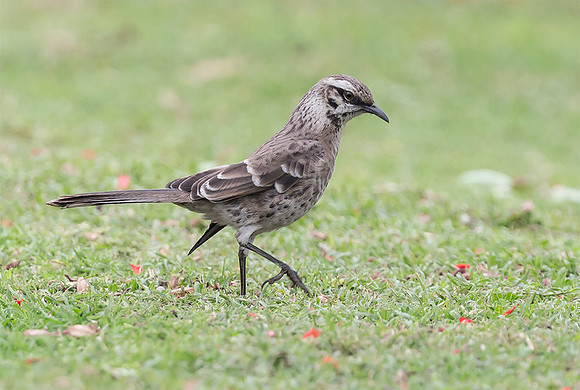 Long-tailed Mockingbird, Peru 2015