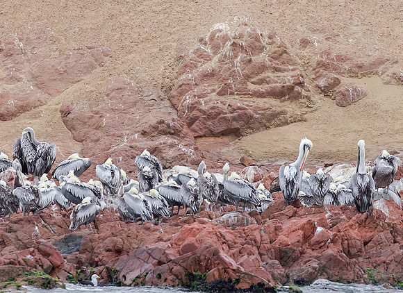 Peruvian Pelican, Peru 2015