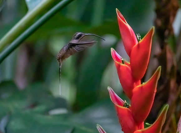 Hermit - Heliconia, Costa Rica 2022, 16A0798