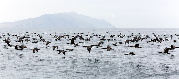 Guanay Cormorant, Peru 2015