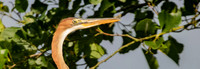 0 Purperreiger juv, Kockengen 29-07-2021, 16A7898 banner