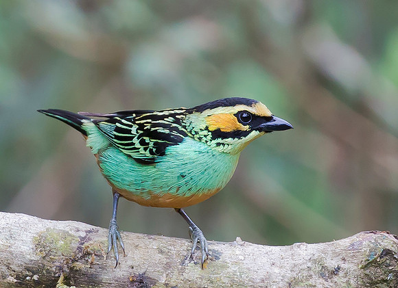Golden-eared Tanager, Peru 2015