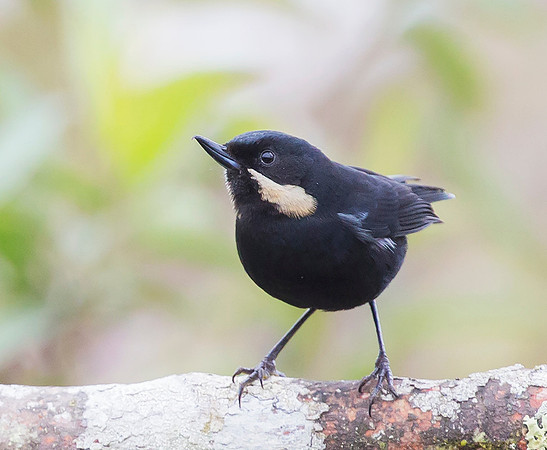 Moustached Flowerpiercer, Peru 2015
