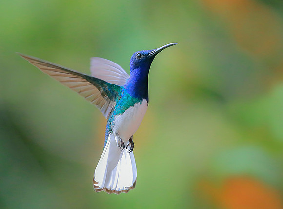 White-necked Jacobin ♂, Colombia 2015