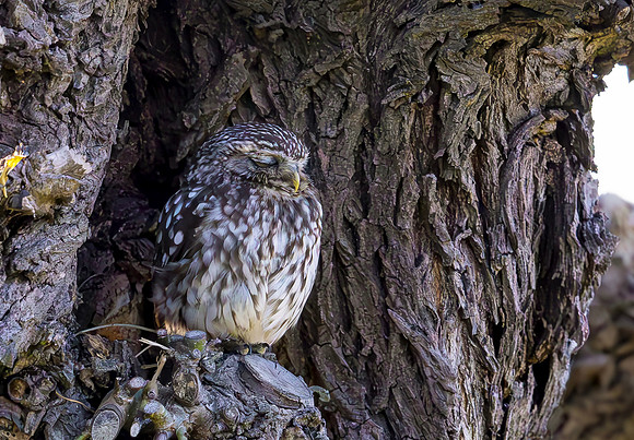 Steenuil, Little Owl, Groene Hart, Nederland 2024