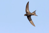 Gierzwaluw, Common Swift, Heeg 2022