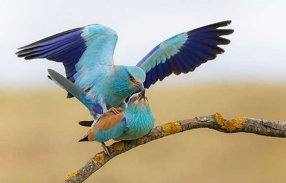 Scharrelaar ♀, ♂, European Roller, Campo Lugar, España 2019,