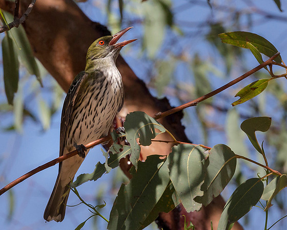 Olive-backed Oriole ♀, NT 2018