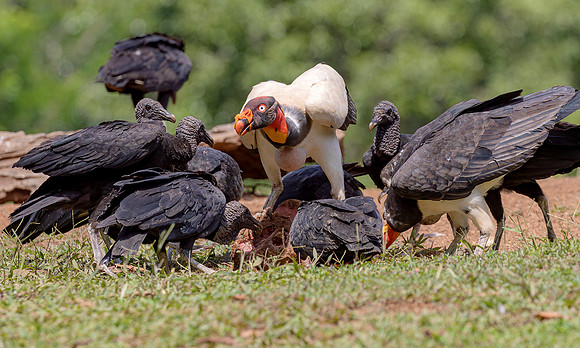 King Vulture, Black Vulture, Costa Rica 2022