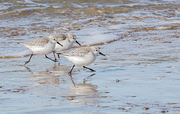 Drieteenstrandloper winter, Sanderling, IJmuiden 2016
