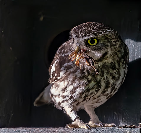 Steenuil, veenmol, Little Owl, Mole Cricket, Groene Hart, Nederland 2024
