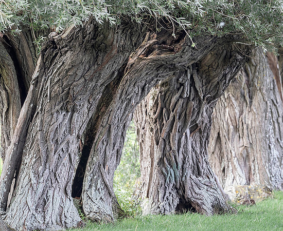 Nederland, knotwilgen, Kockengen 2019